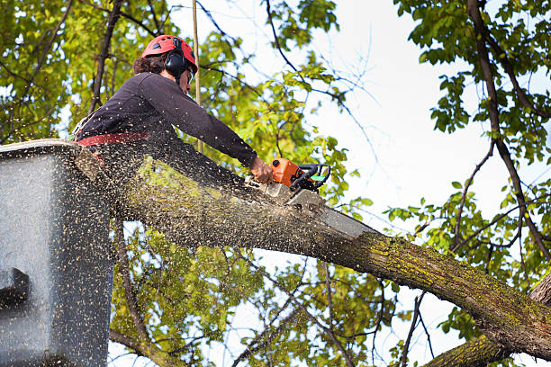 Trusted Gillette, NJ Tree Removal Services Experts