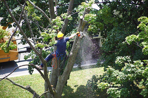 Lawn Watering Services in Gillette, NJ